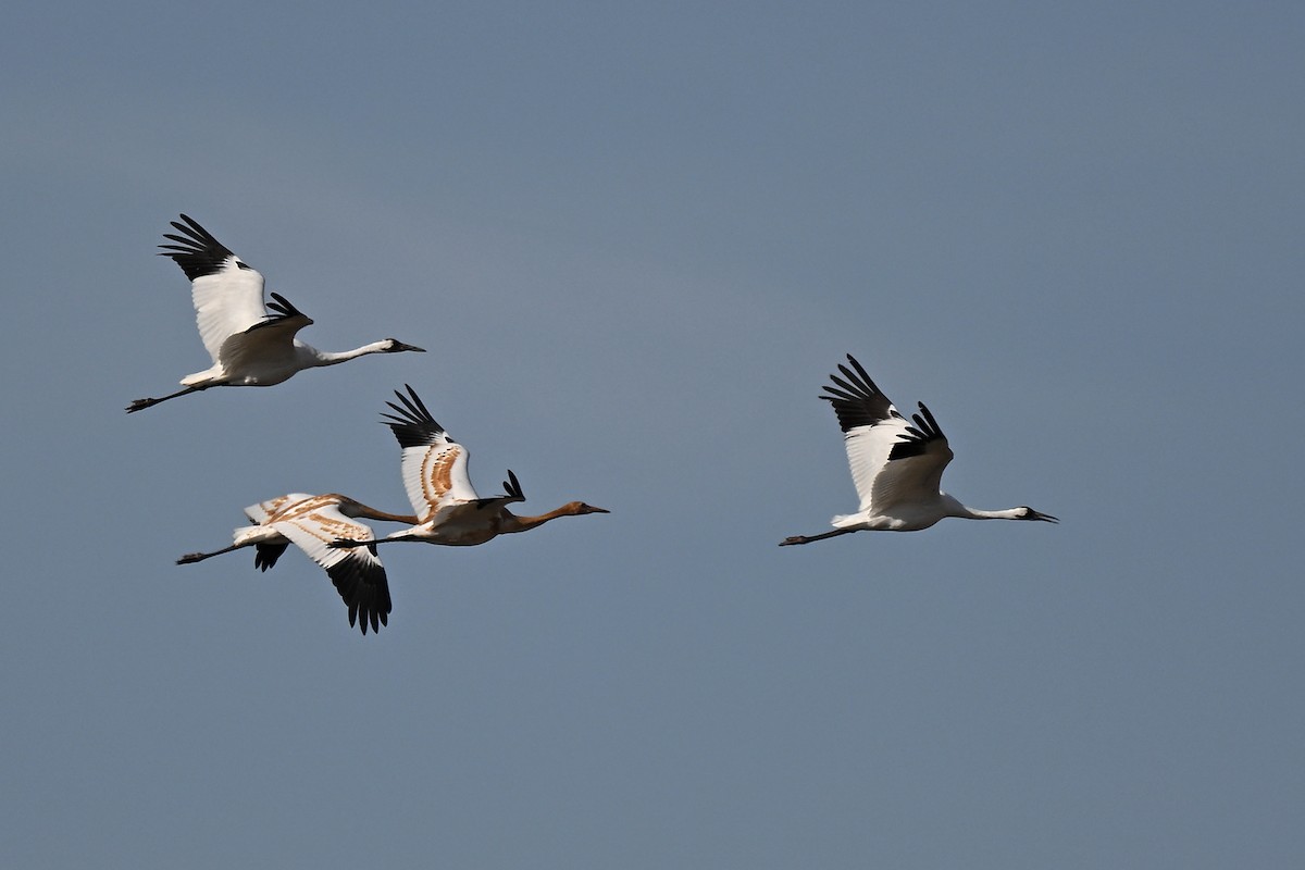 Whooping Crane - ML642841916