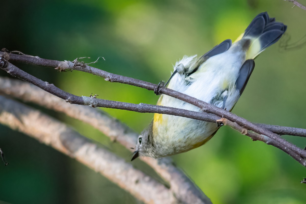 American Redstart - ML642841919