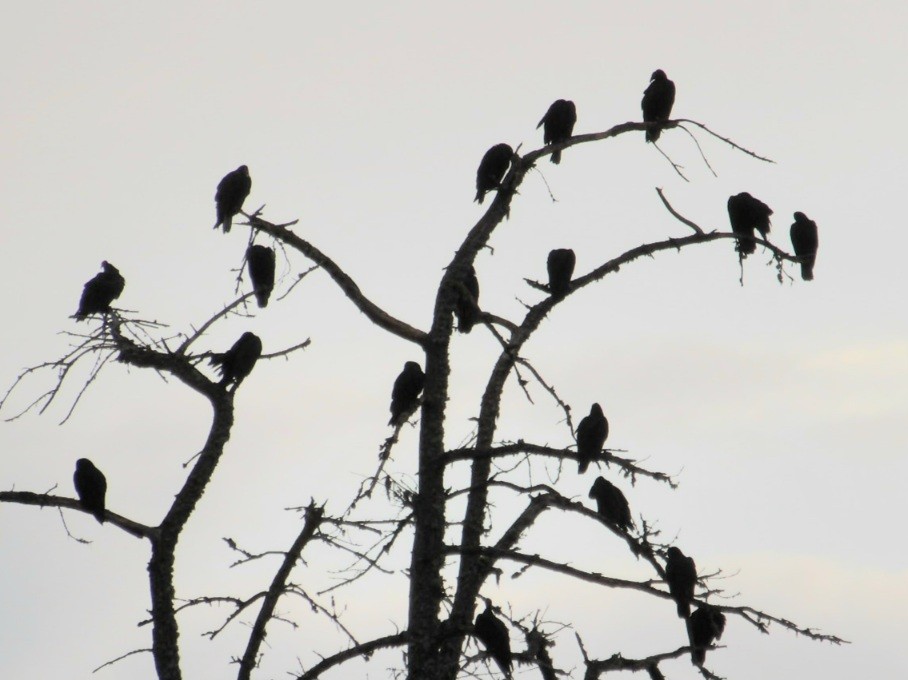 Turkey Vulture - ML642841924