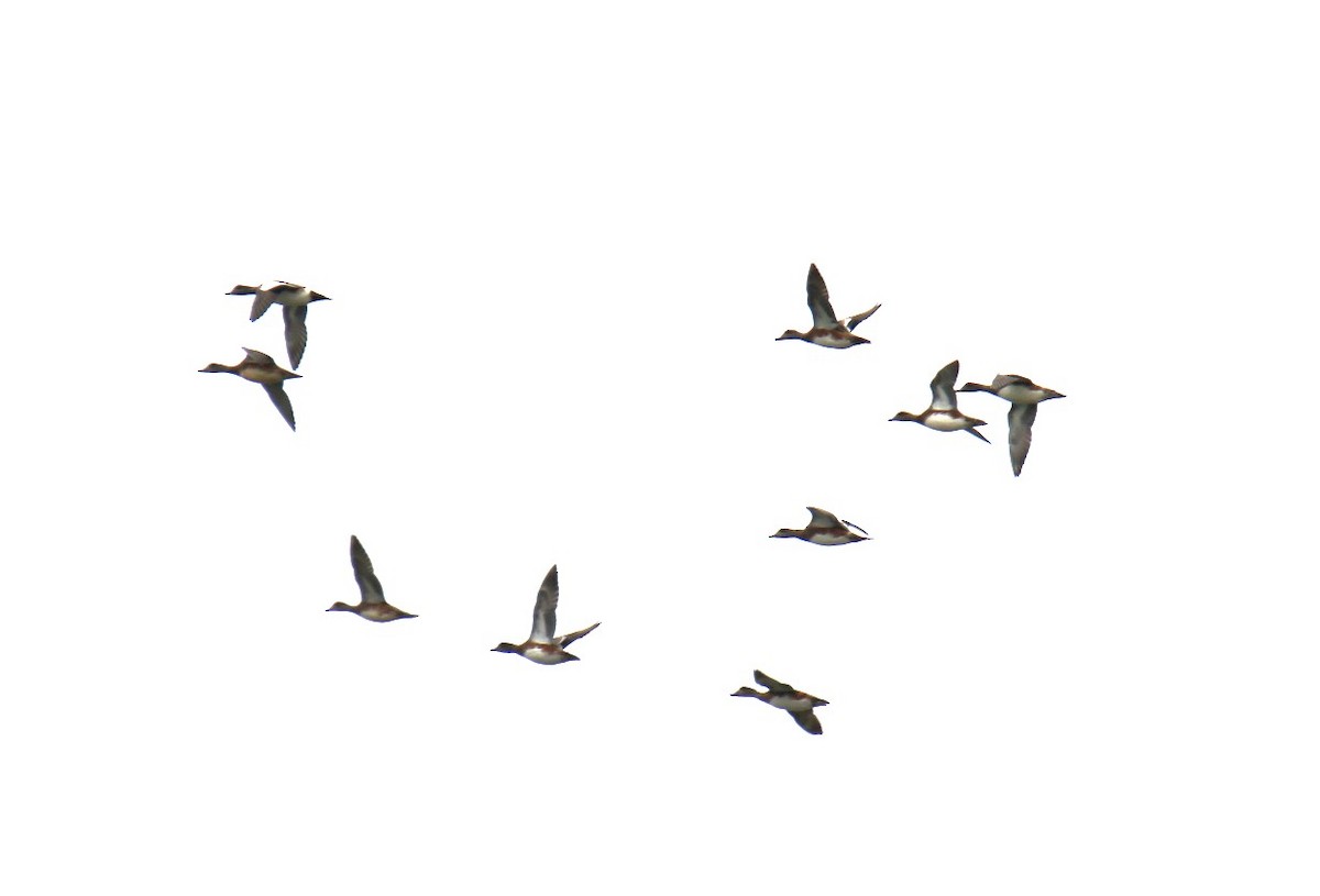 American Wigeon - ML642841936