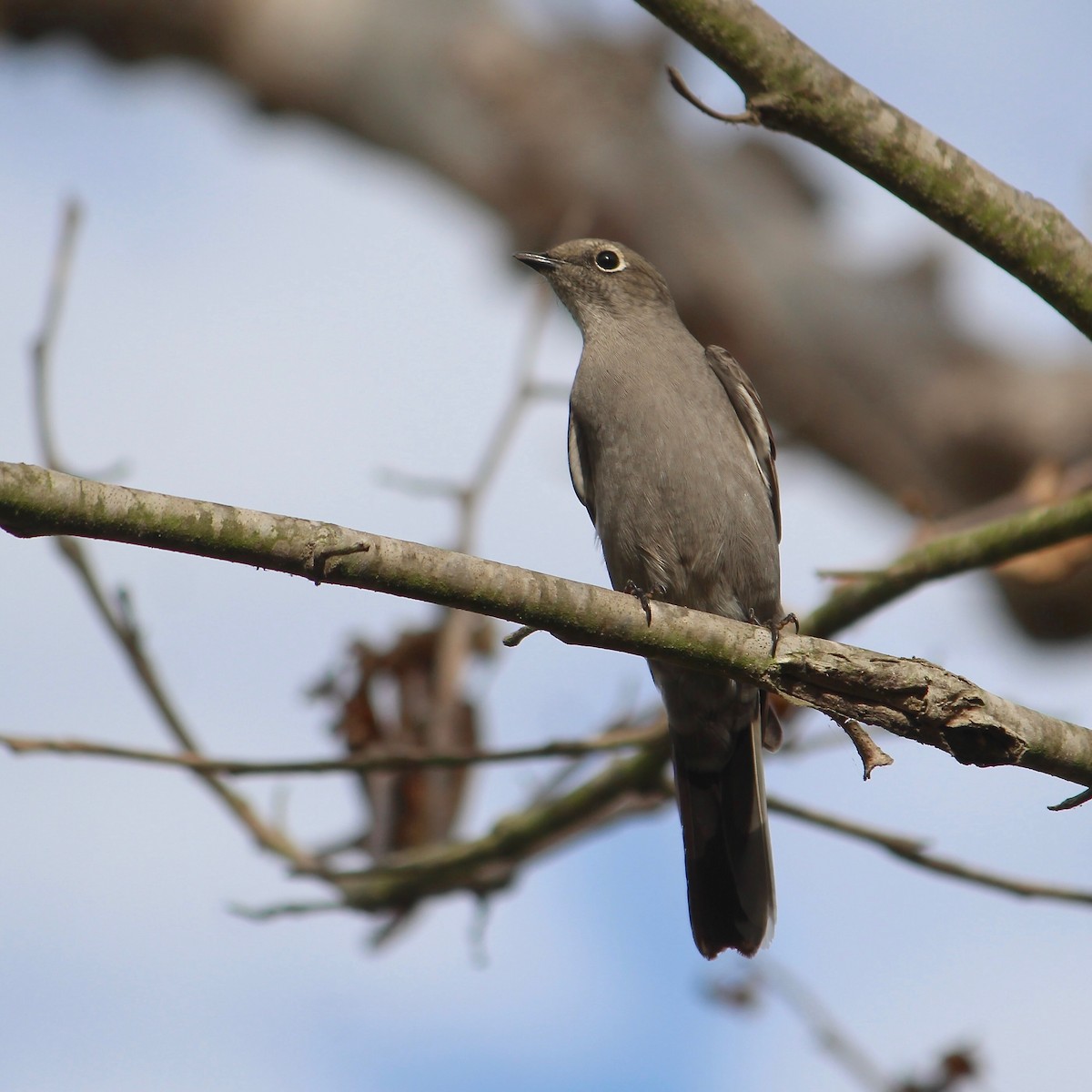 Townsend's Solitaire - ML642841938