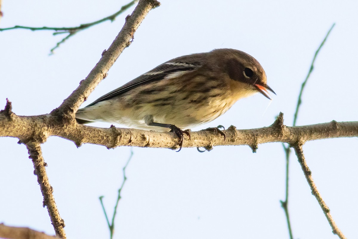 Yellow-rumped Warbler - ML642841939