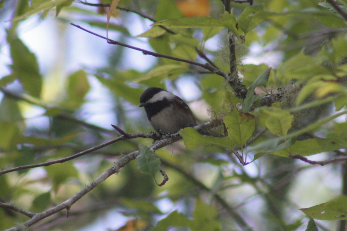 Chestnut-backed Chickadee - ML642841940