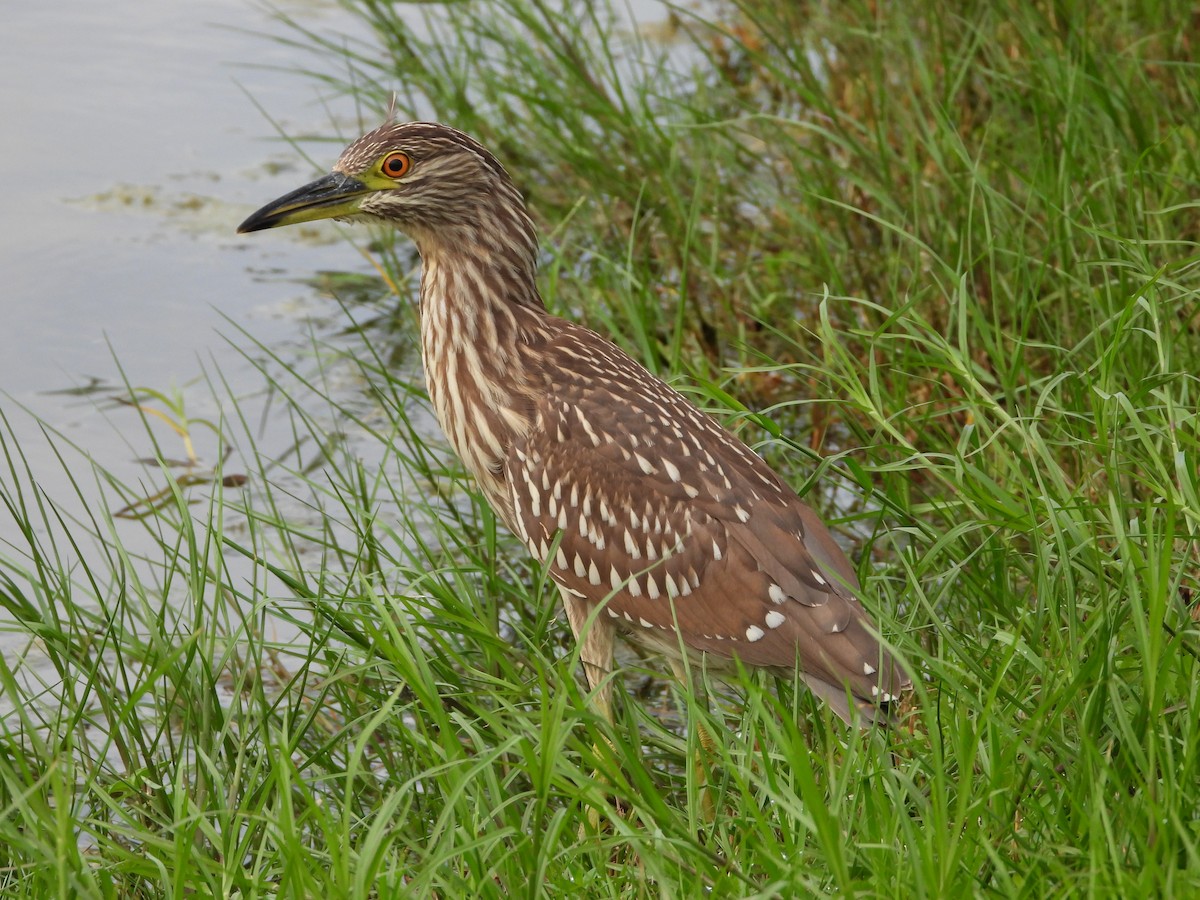 Black-crowned Night Heron - ML642841941