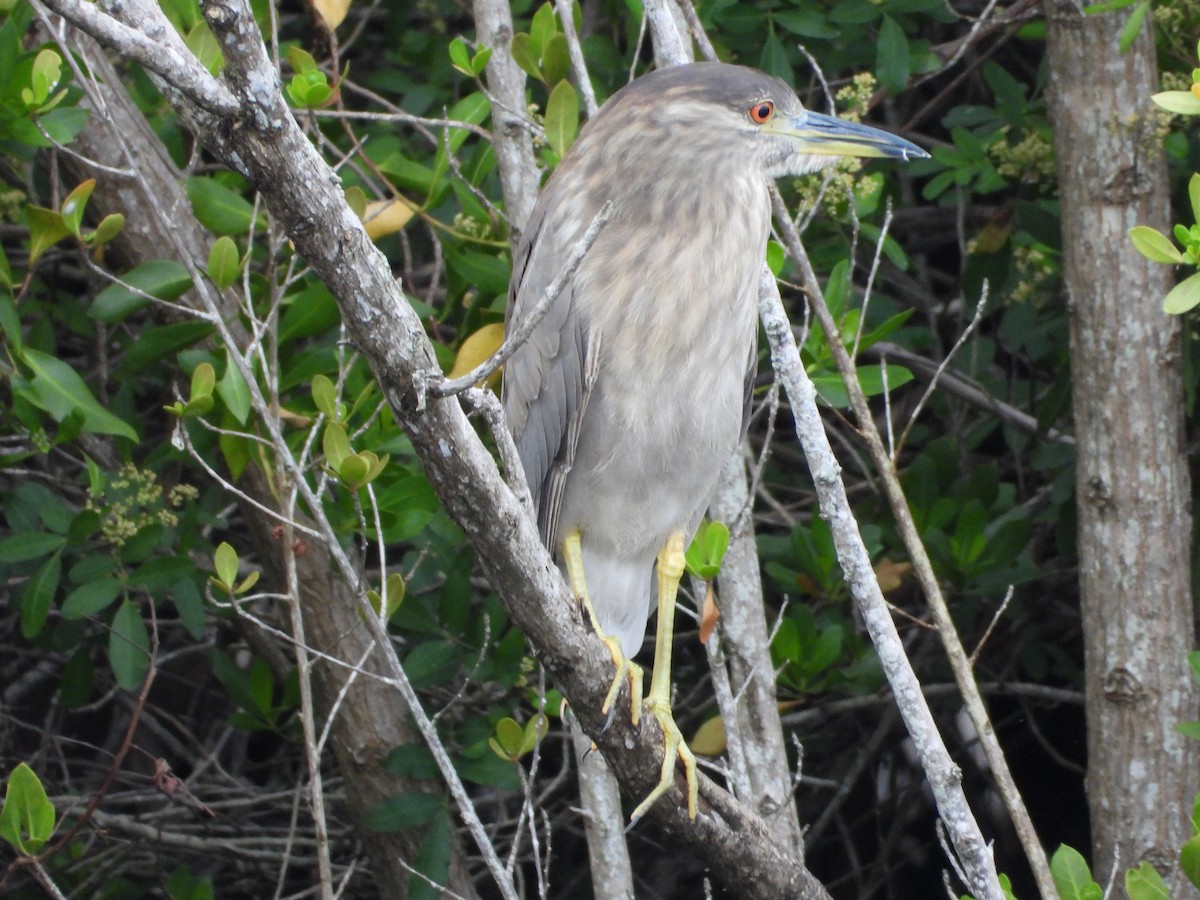 Black-crowned Night Heron - ML642841943