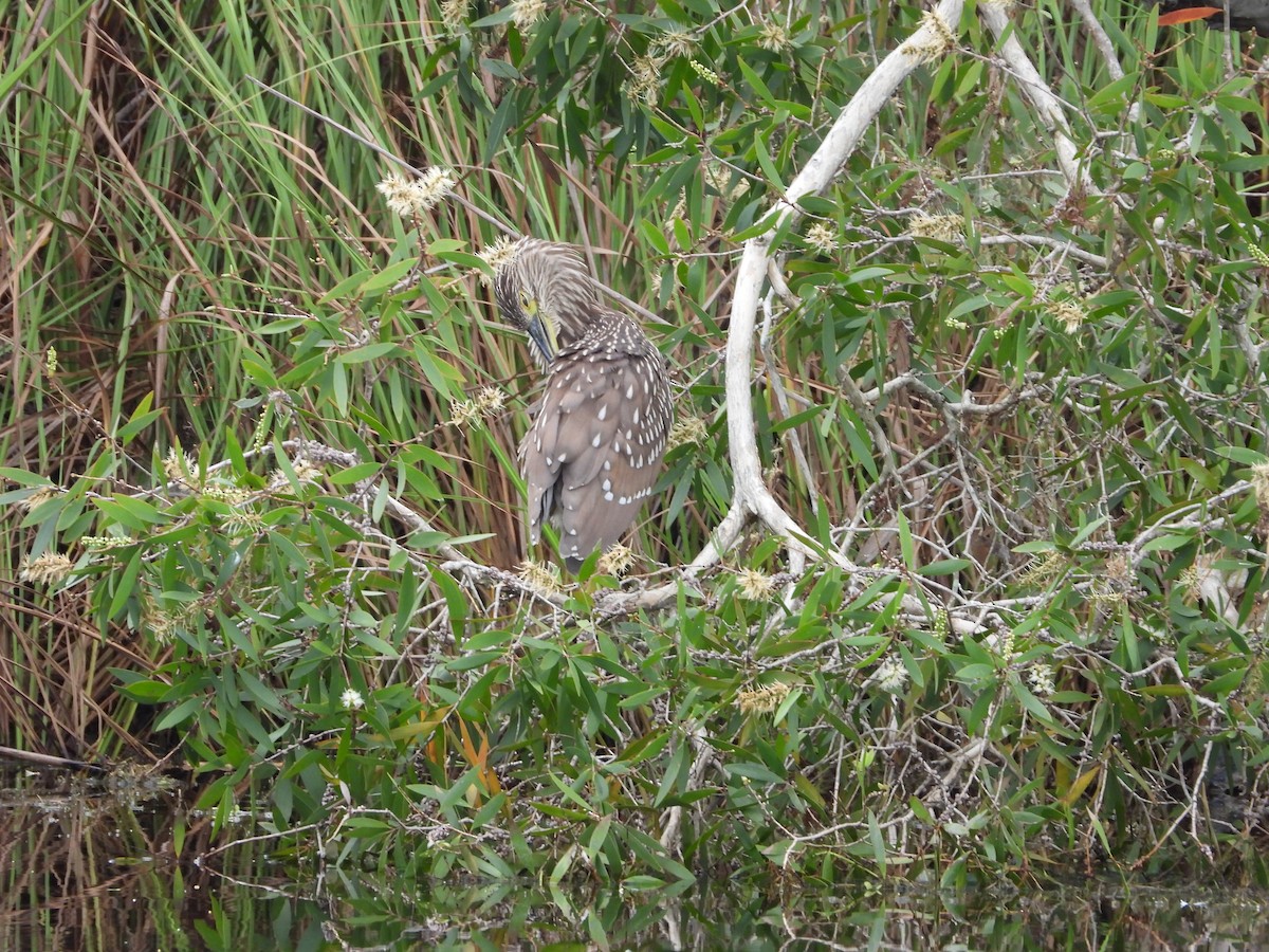 Black-crowned Night Heron - ML642841944