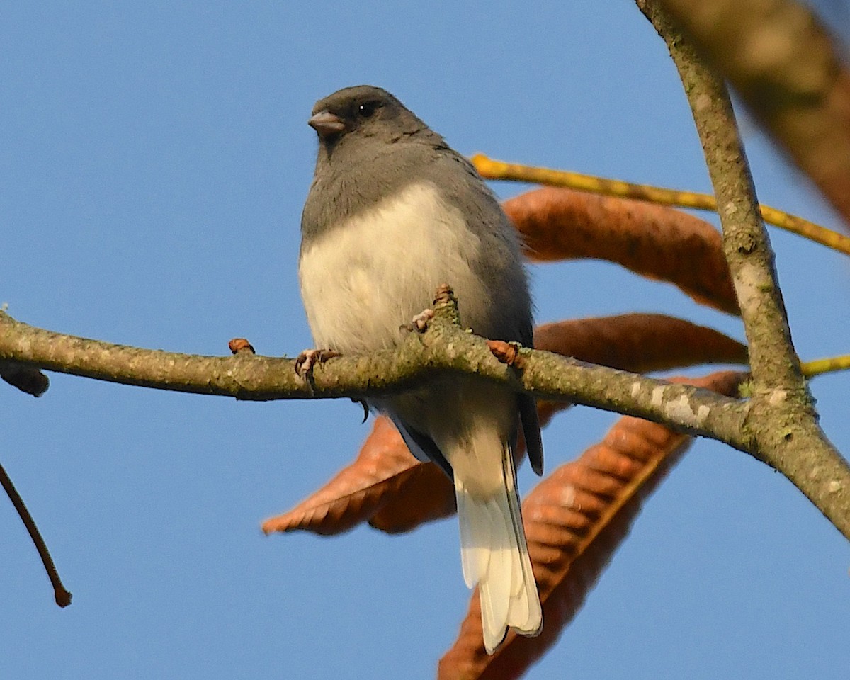 Dark-eyed Junco (Slate-colored) - ML642841946