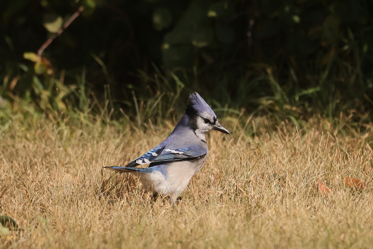Blue Jay - ML642841948