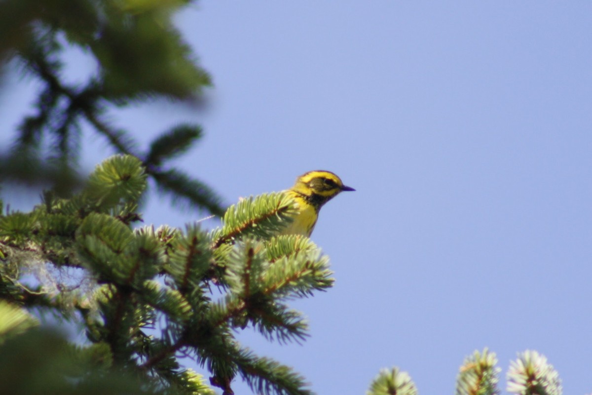 Townsend's Warbler - ML642841950