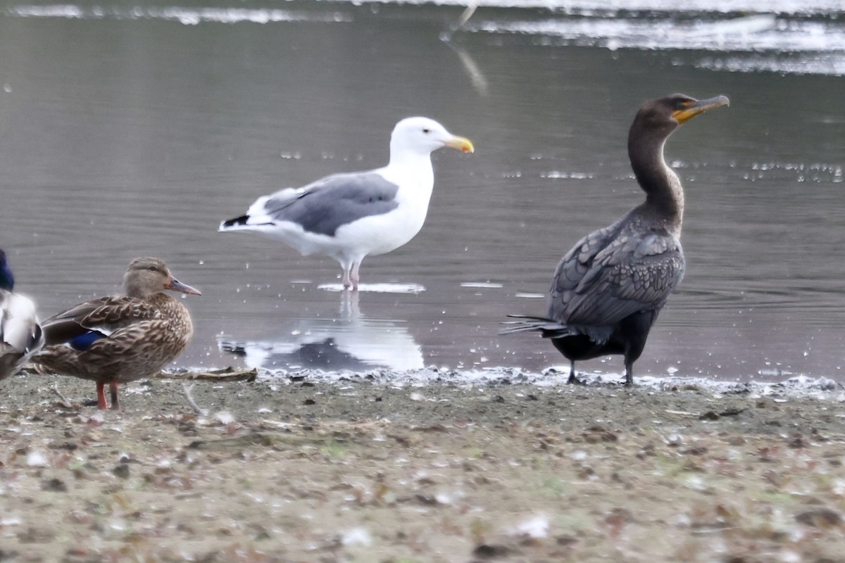 Double-crested Cormorant - ML642841951
