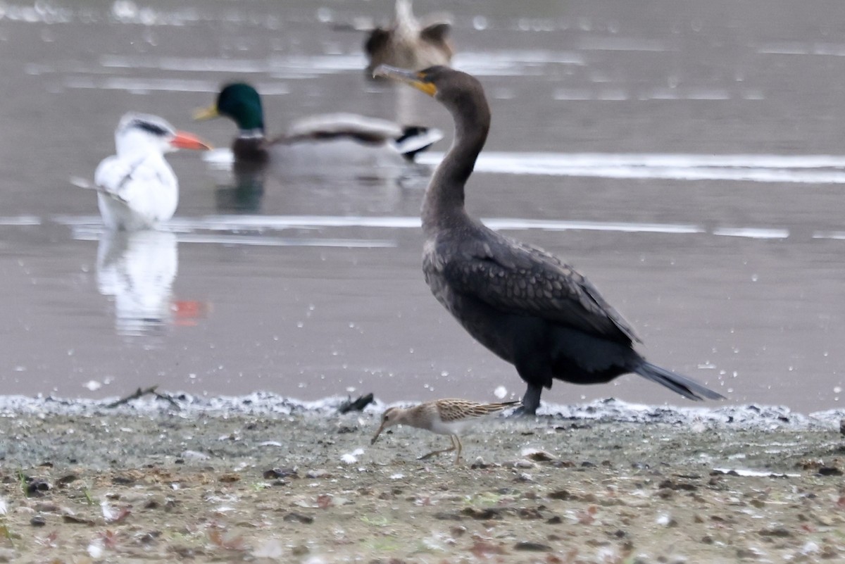 Double-crested Cormorant - ML642841952