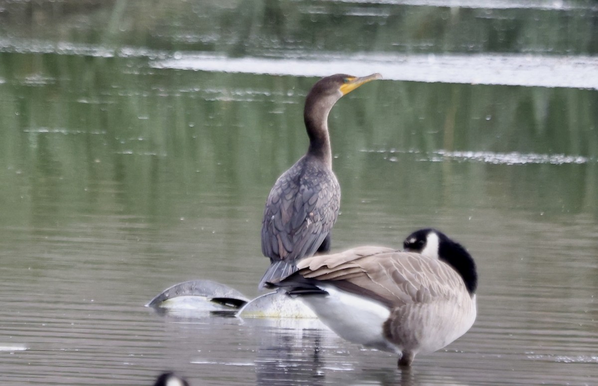 Double-crested Cormorant - ML642841953