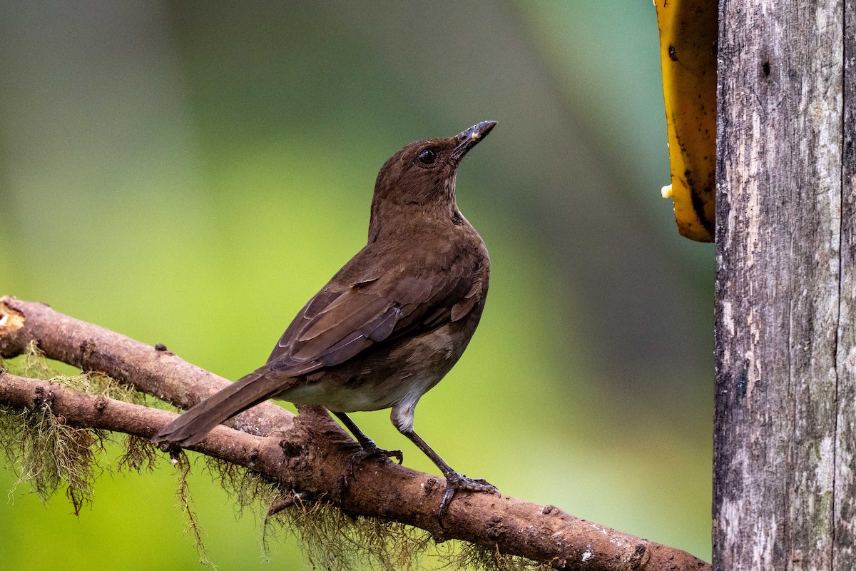 Black-billed Thrush - ML642841954