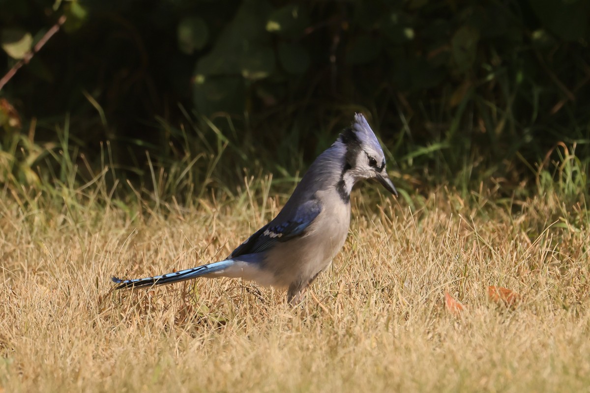 Blue Jay - ML642841955