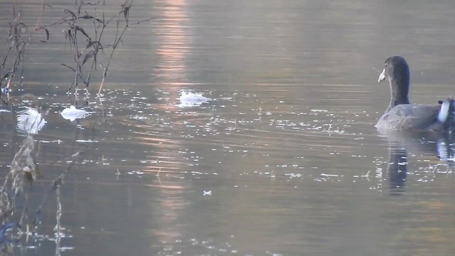 American Coot - ML642841956