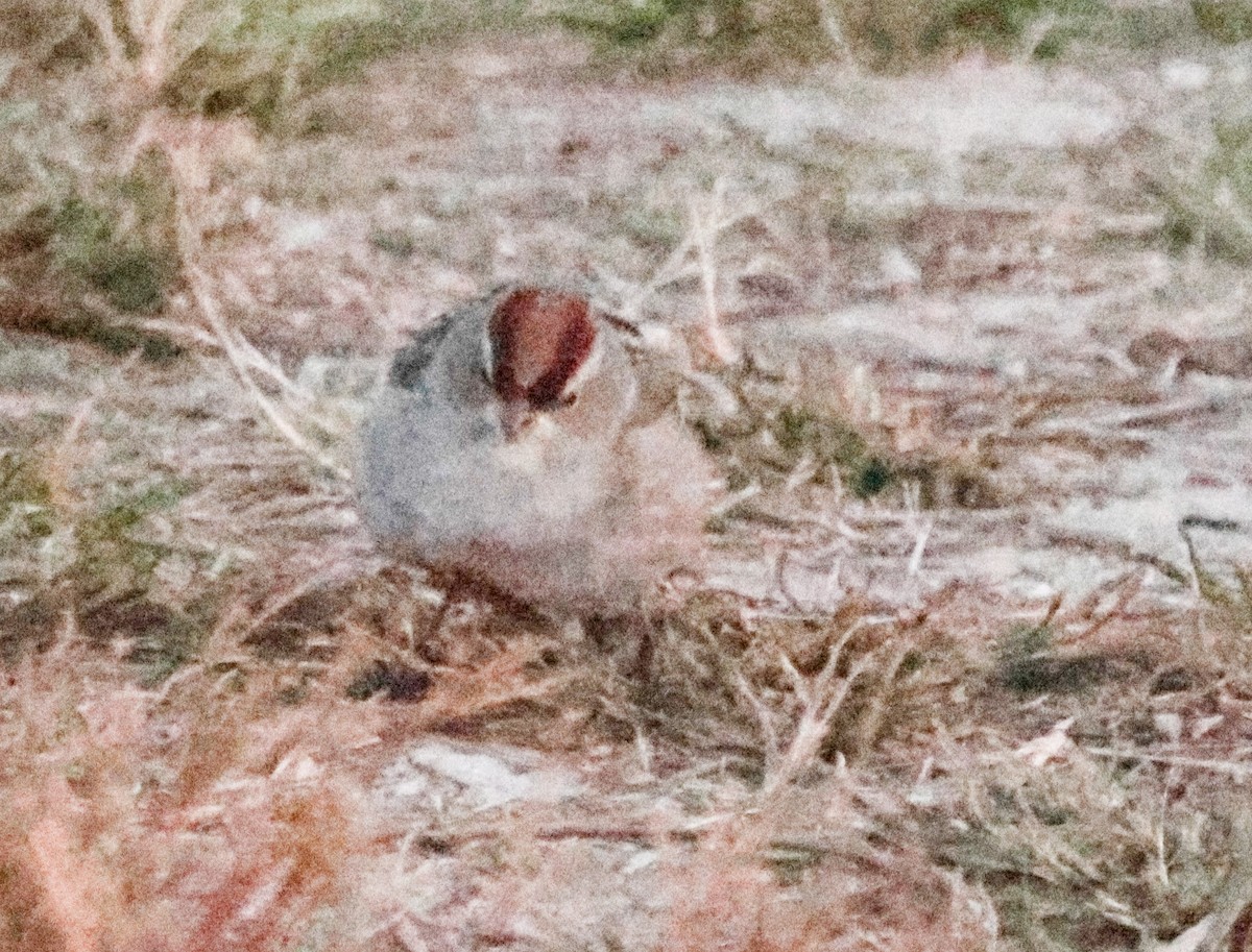 White-crowned Sparrow - ML642841957