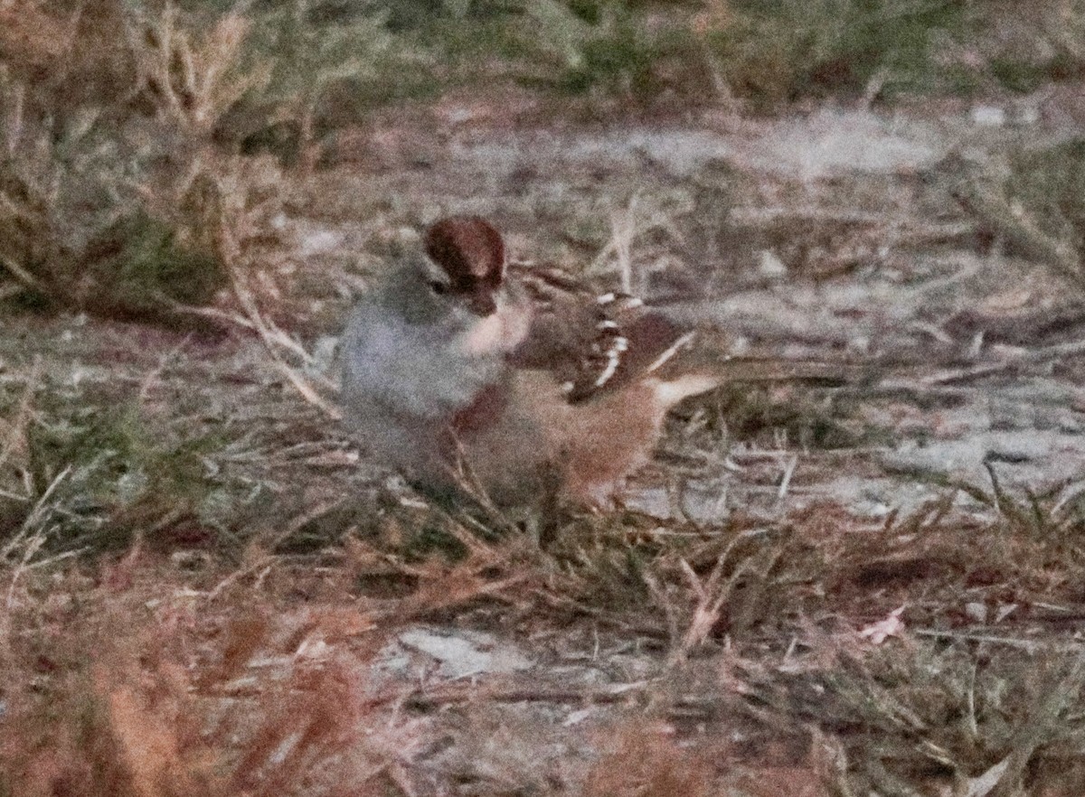 White-crowned Sparrow - ML642841958