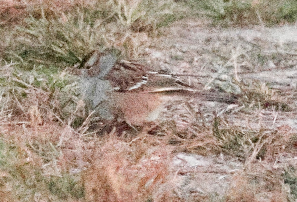 White-crowned Sparrow - ML642841959