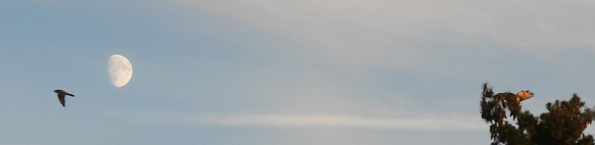 Red-tailed Hawk - ML642841960