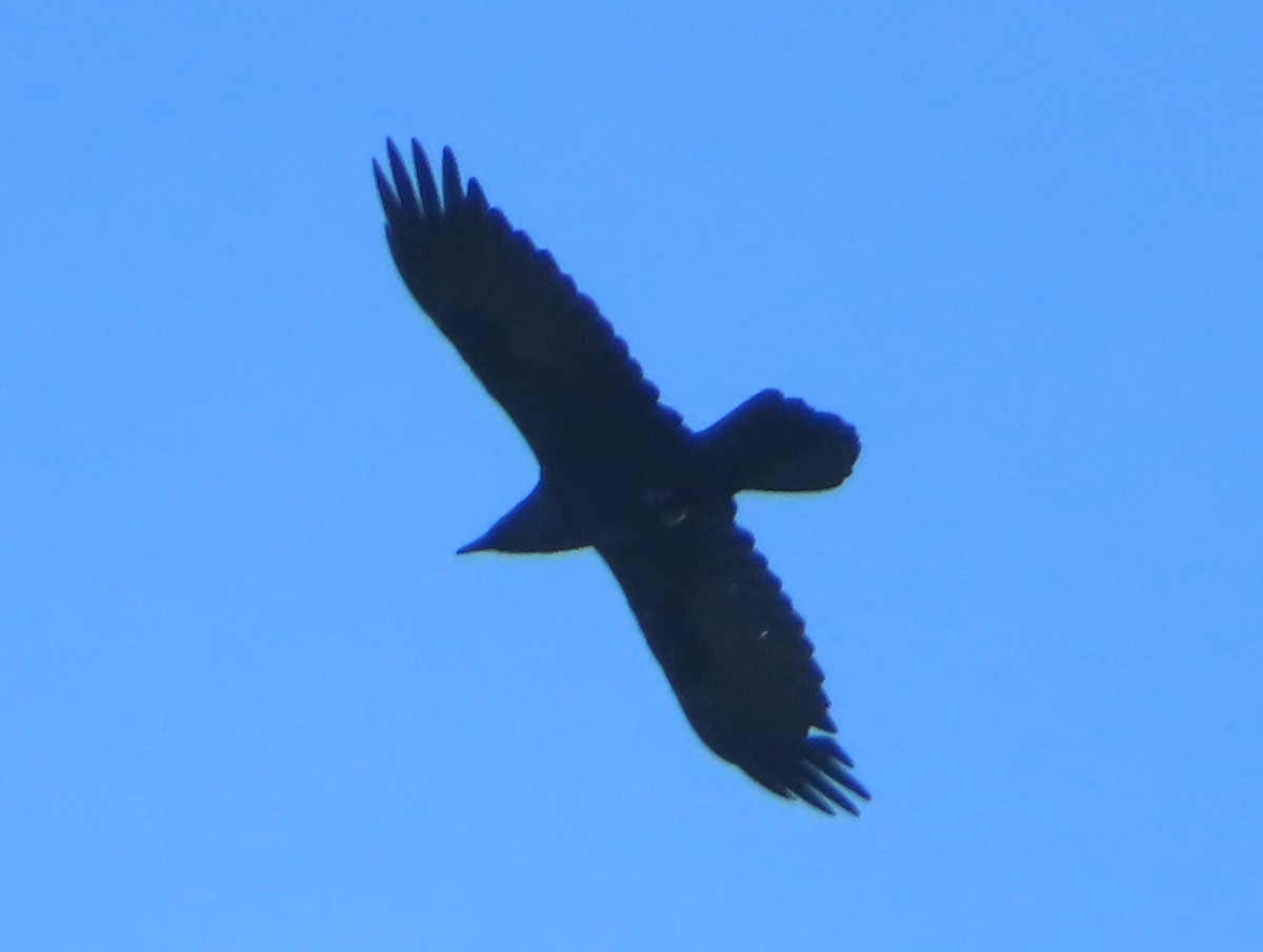 Common Raven - ML642841961