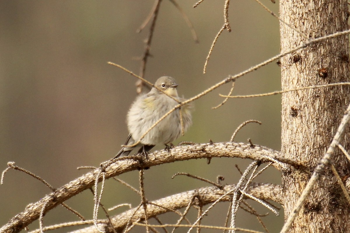 Yellow-rumped Warbler - ML642841962