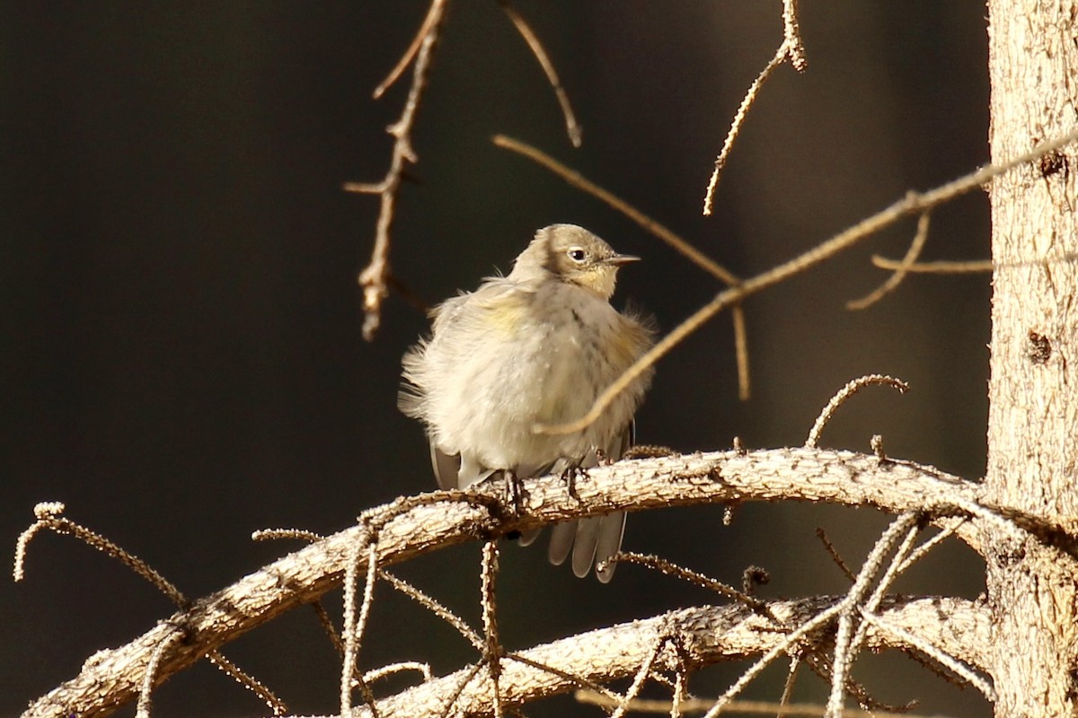 Yellow-rumped Warbler - ML642841963