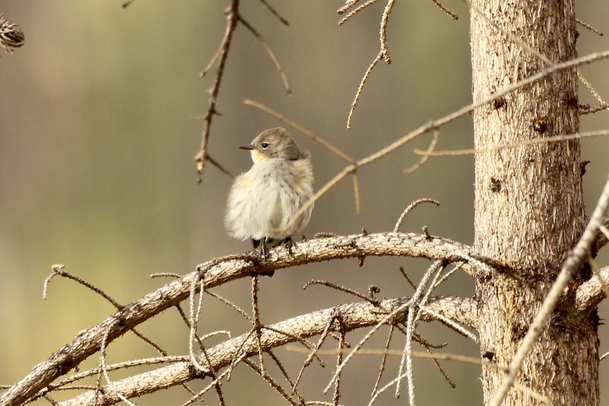 Yellow-rumped Warbler - ML642841964