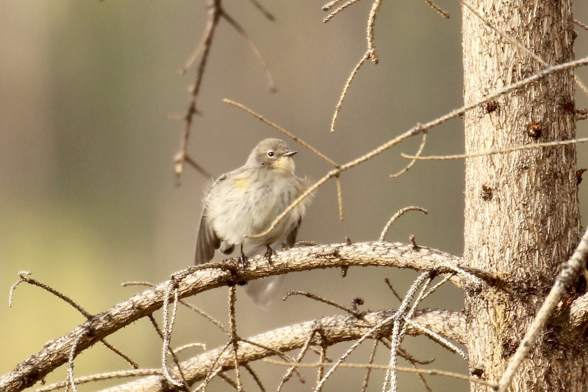 Yellow-rumped Warbler - ML642841965