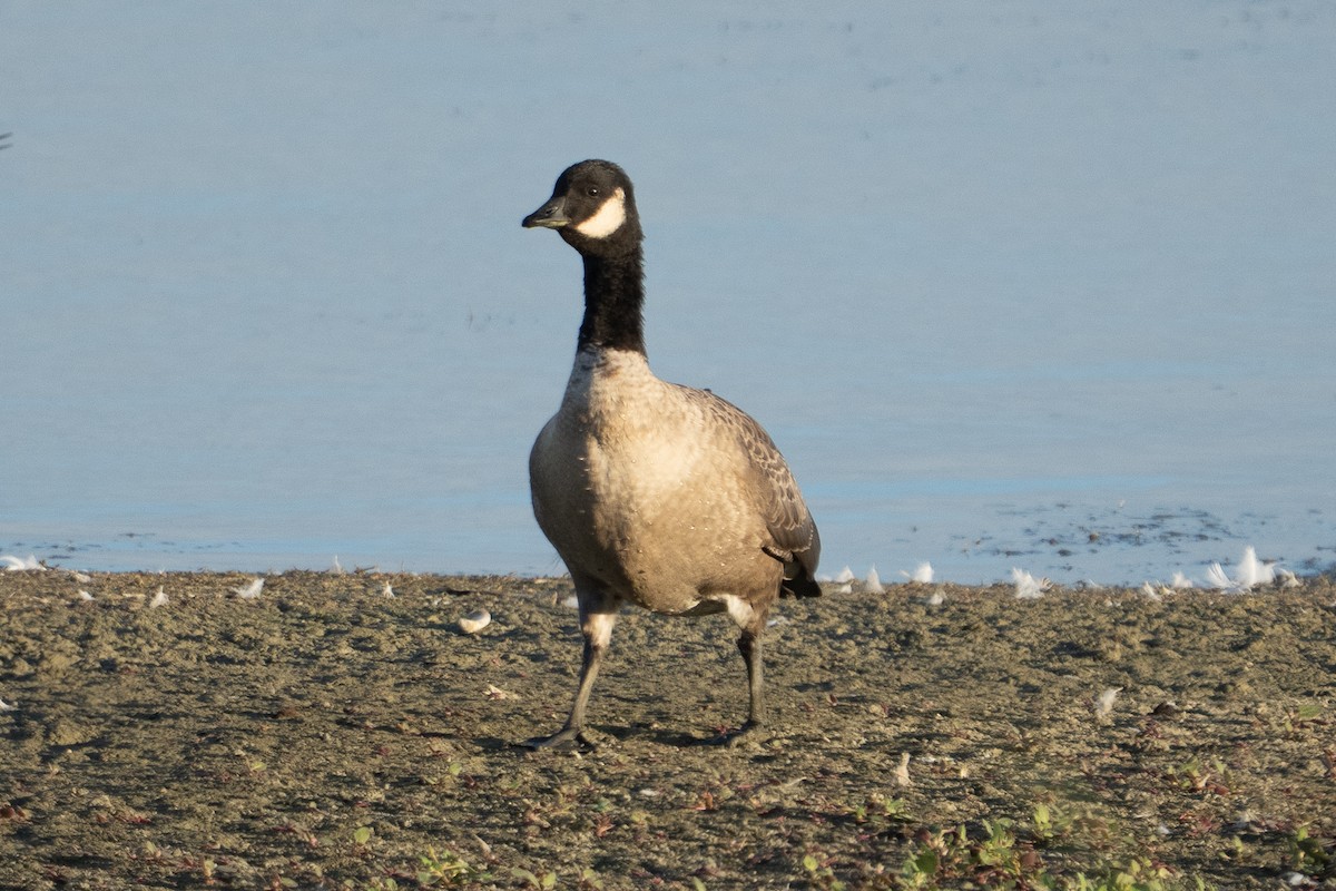 Cackling Goose - ML642841966