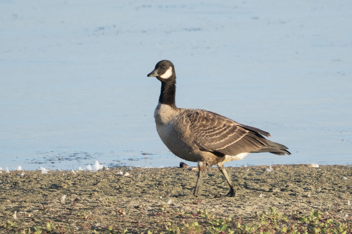 Cackling Goose - ML642841967