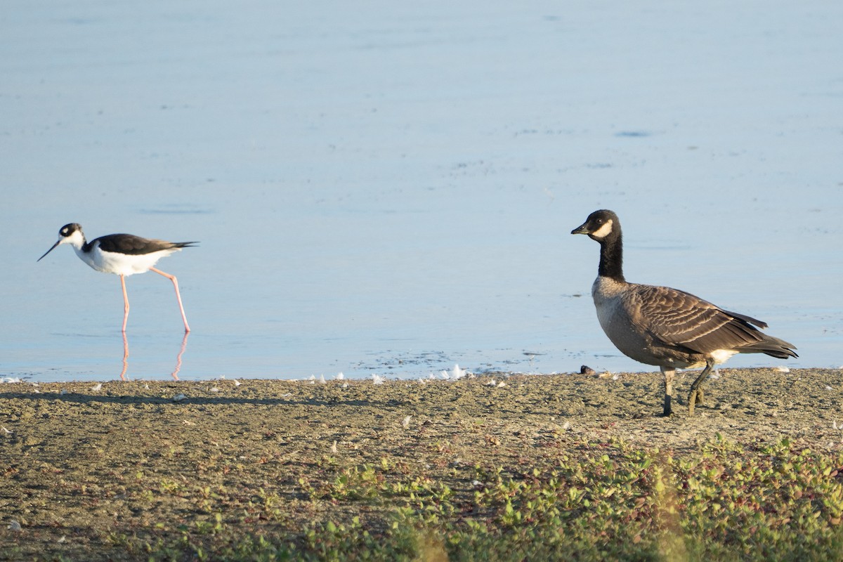 Cackling Goose - ML642841968