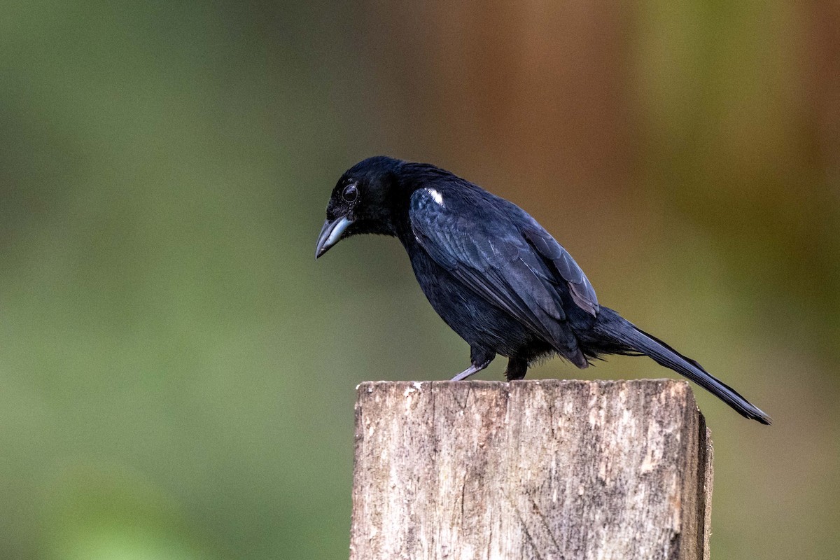 White-lined Tanager - ML642841969