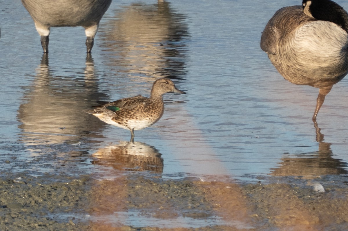 Green-winged Teal - ML642841974
