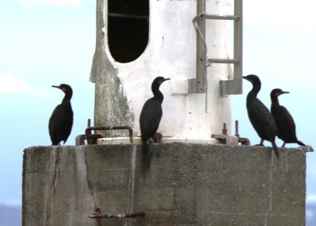 Brandt's Cormorant - ML642841975