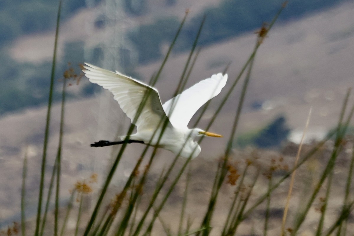 Great Egret - ML642841983