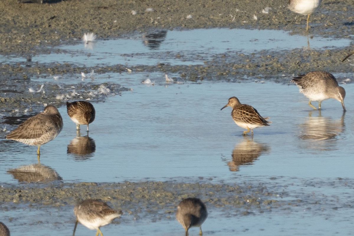 Pectoral Sandpiper - ML642841985