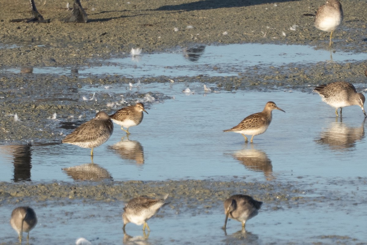 Pectoral Sandpiper - ML642841986
