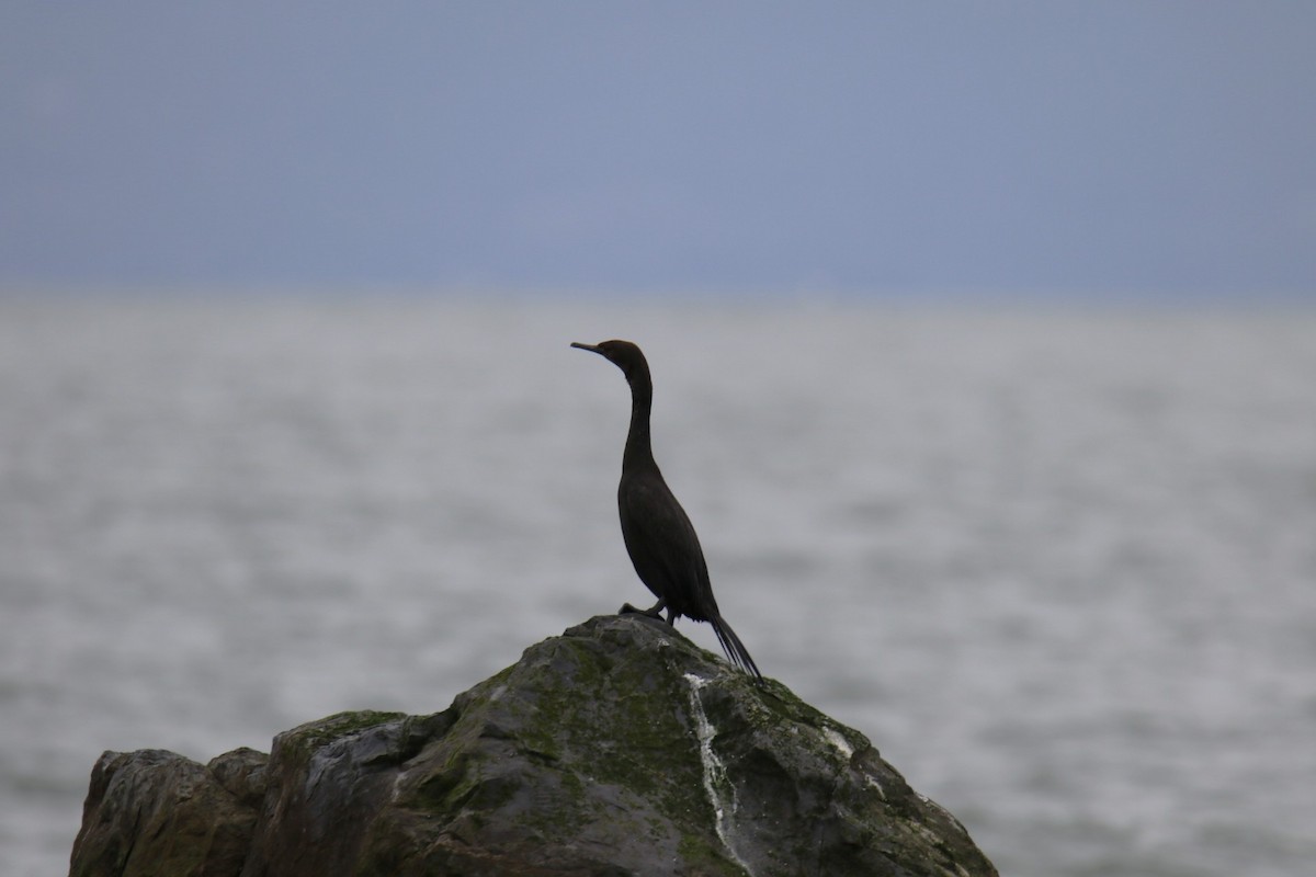 Pelagic Cormorant - ML642841989