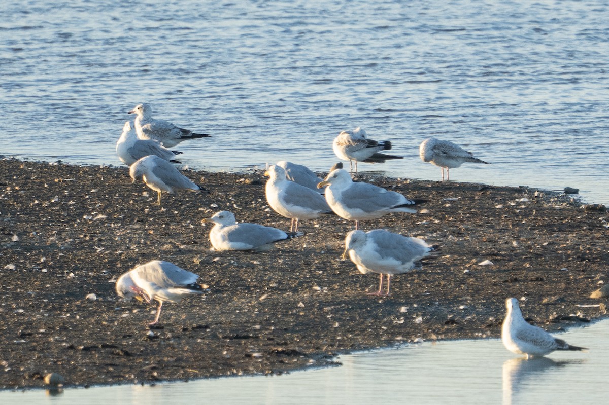 American Herring Gull - ML642841990