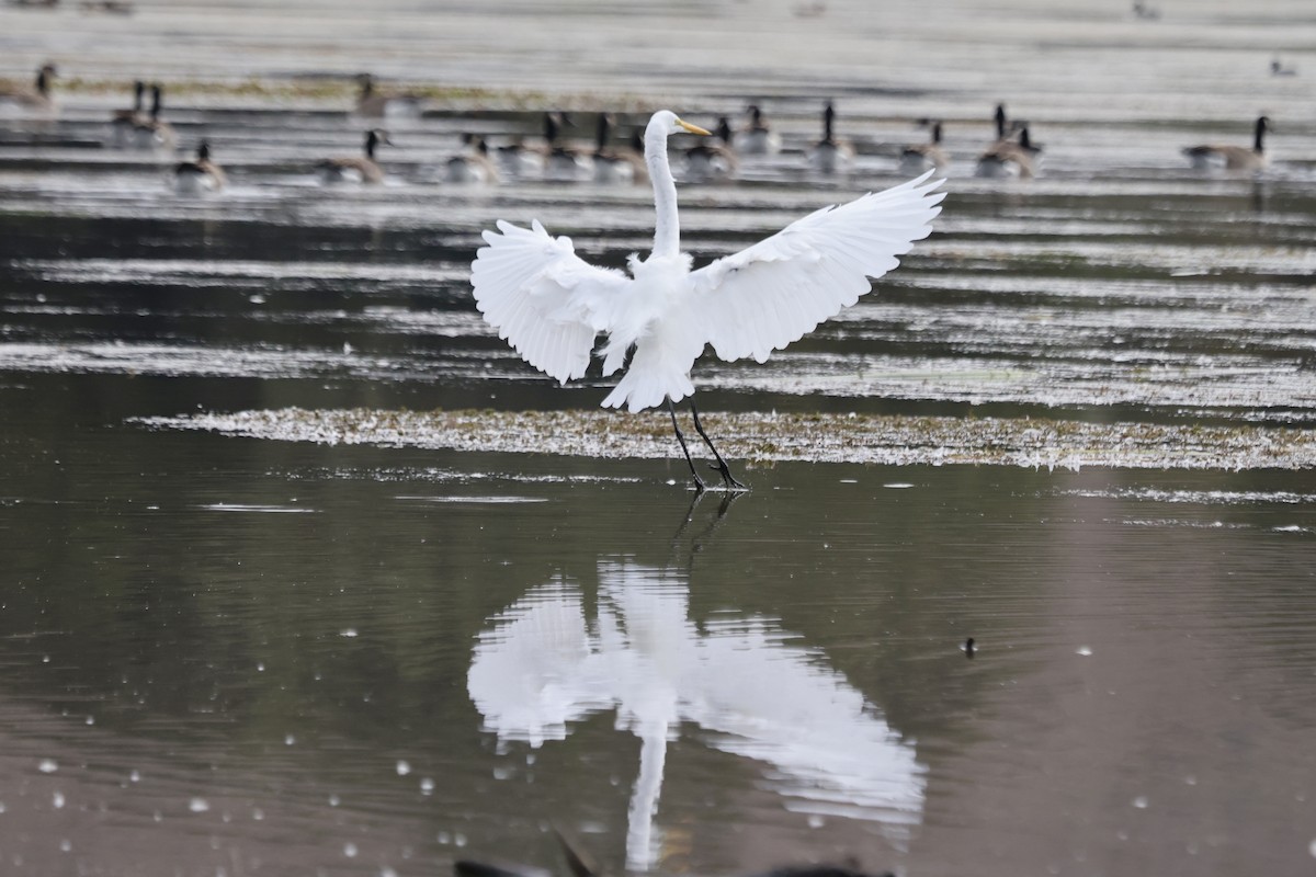 Great Egret - ML642841997