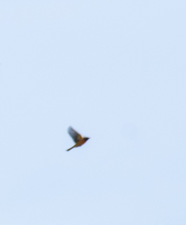 Baltimore Oriole - ML642842005
