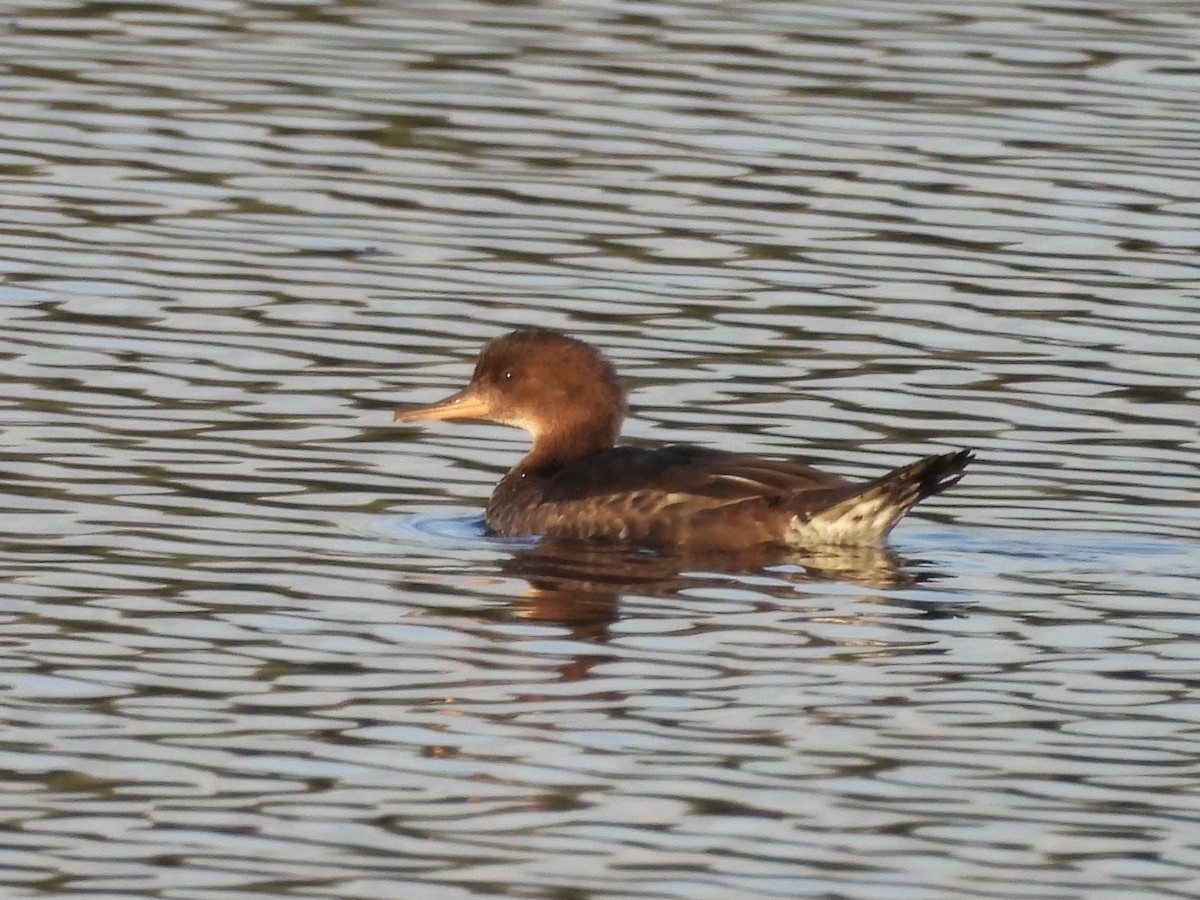 Hooded Merganser - ML642842009