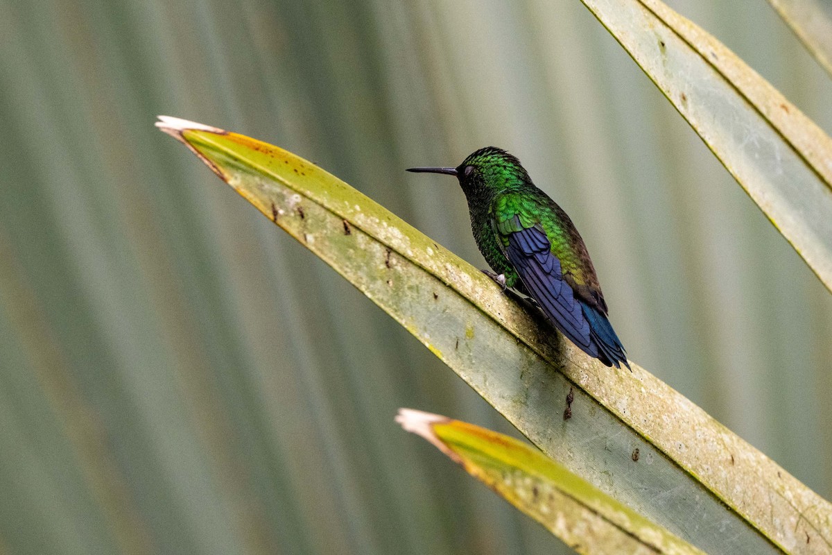 Steely-vented Hummingbird - ML642842015