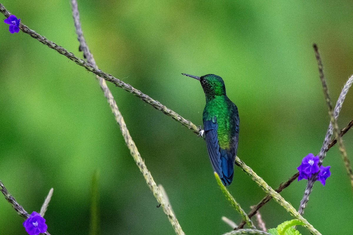 Steely-vented Hummingbird - ML642842016