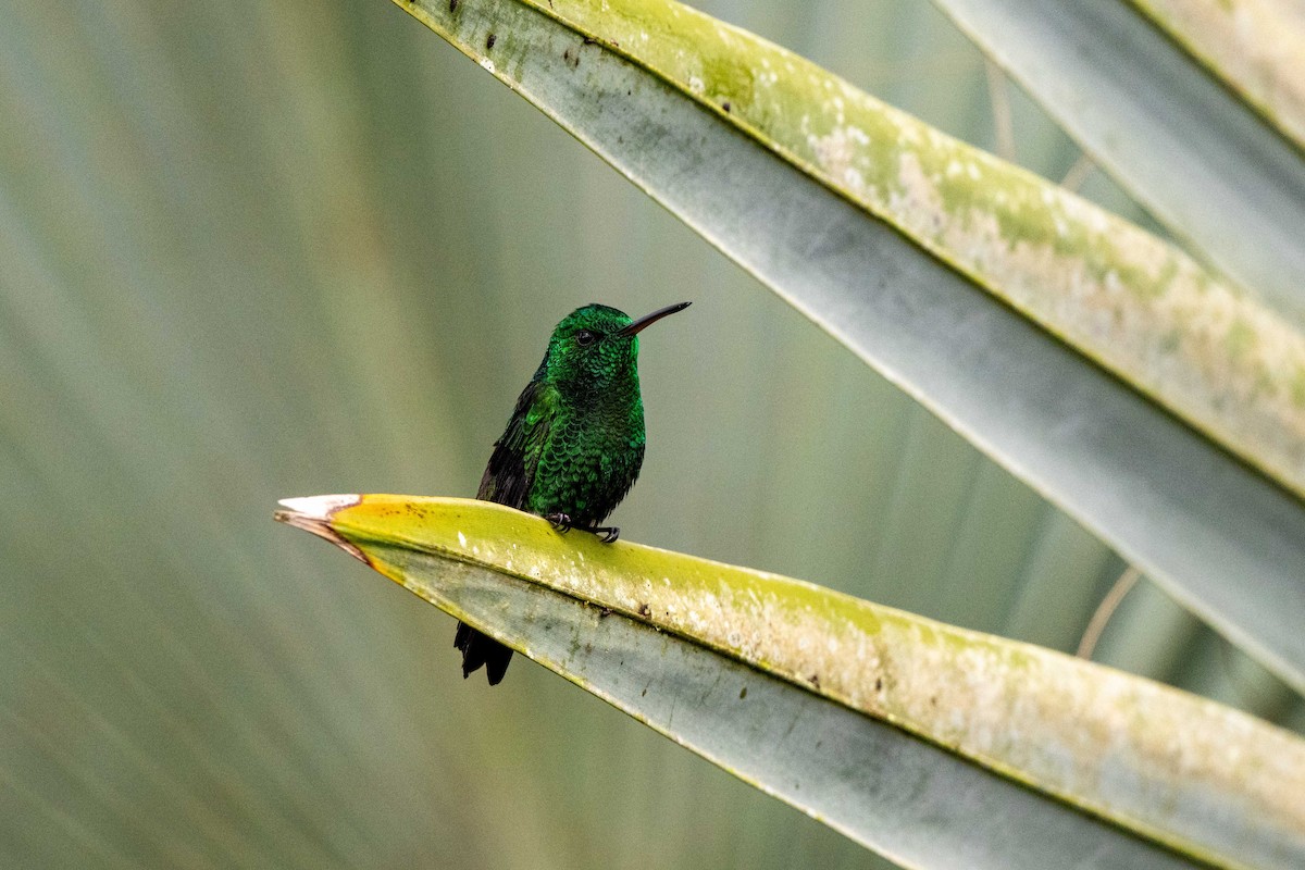Steely-vented Hummingbird - ML642842017