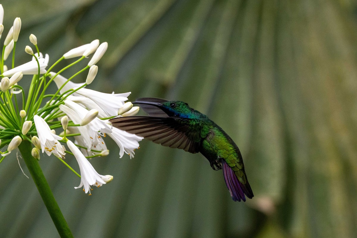 Steely-vented Hummingbird - ML642842018