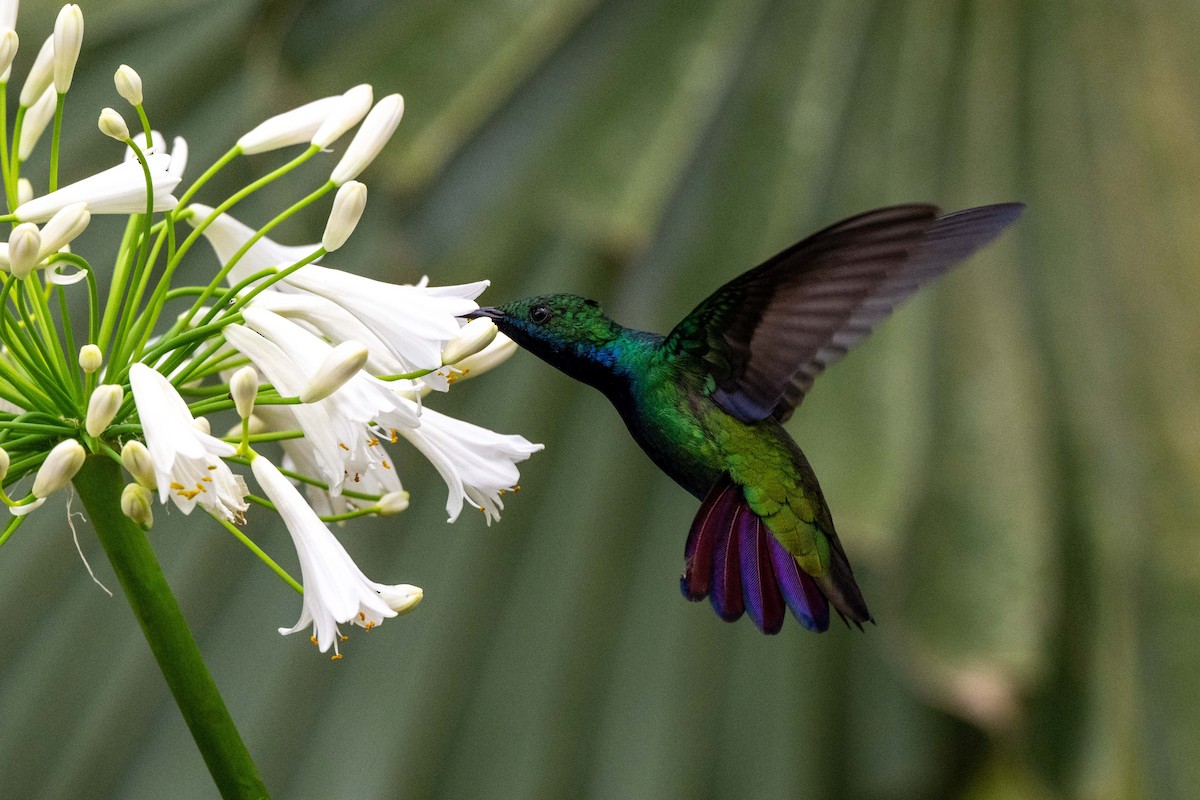 Steely-vented Hummingbird - ML642842019