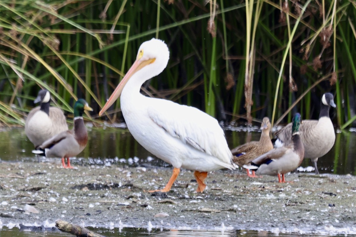 American White Pelican - ML642842020
