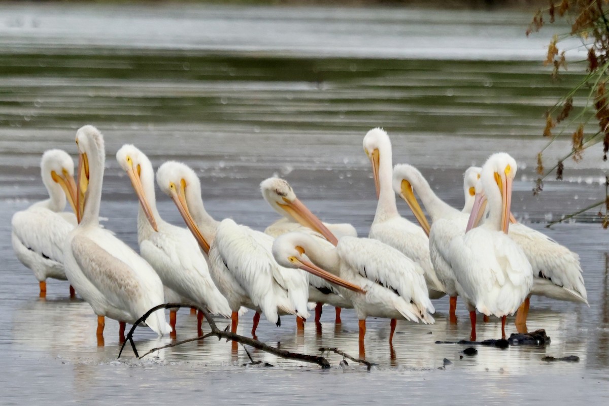American White Pelican - ML642842021