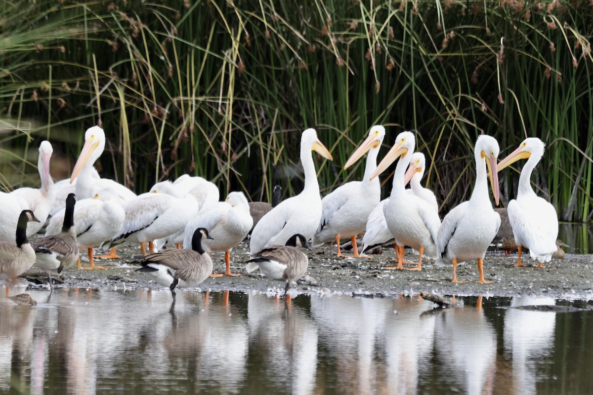 American White Pelican - ML642842022